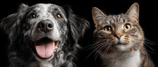 Custom Pet Portraits in New York