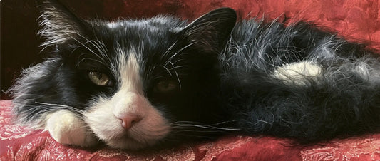 How to Commission a Custom Cat Portrait, Start to Finish