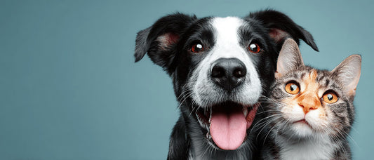 Custom Pet Portraits in Canada: Styles, Pricing & How to Order - PetLouvre