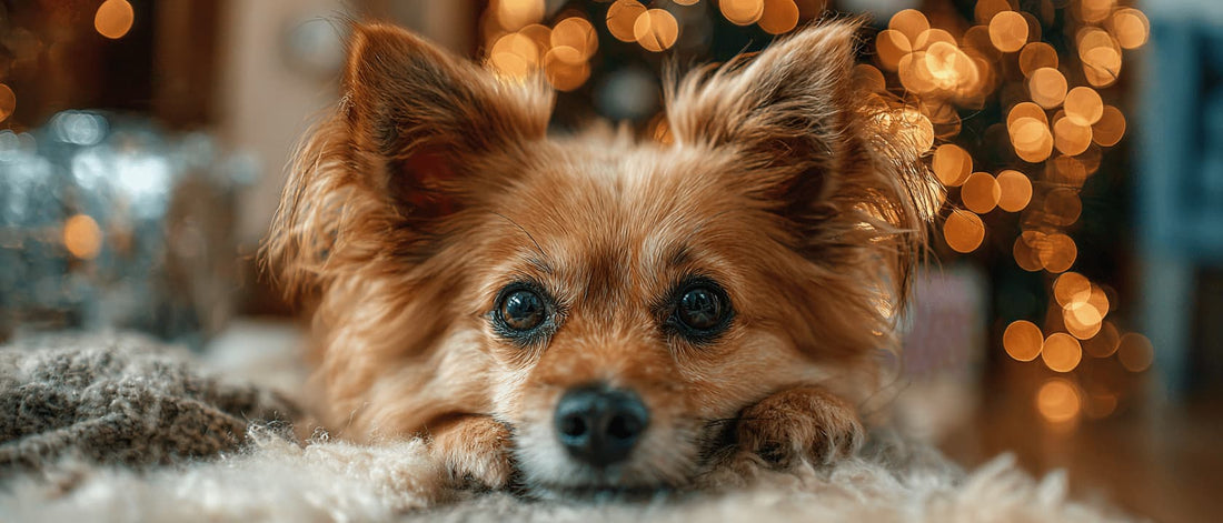 custom dog artwork