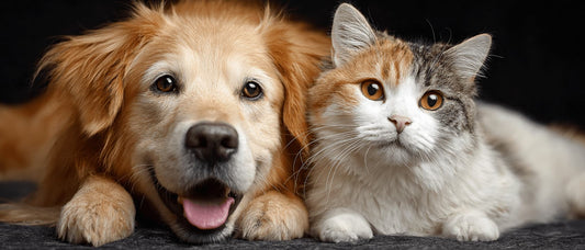 Custom Pet Portraits in the USA