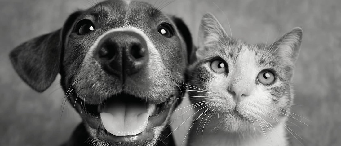 Dog Memorial Poems and Tribute Ideas for Remembering a Pet