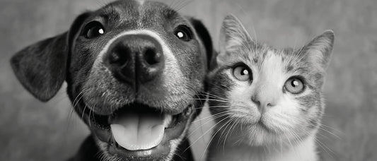 Dog Memorial Poems and Tribute Ideas for Remembering a Pet