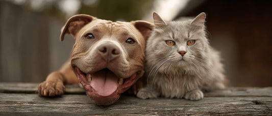 Funny Pet Portraits: Ideas, Styles and How to Get One Right - PetLouvre