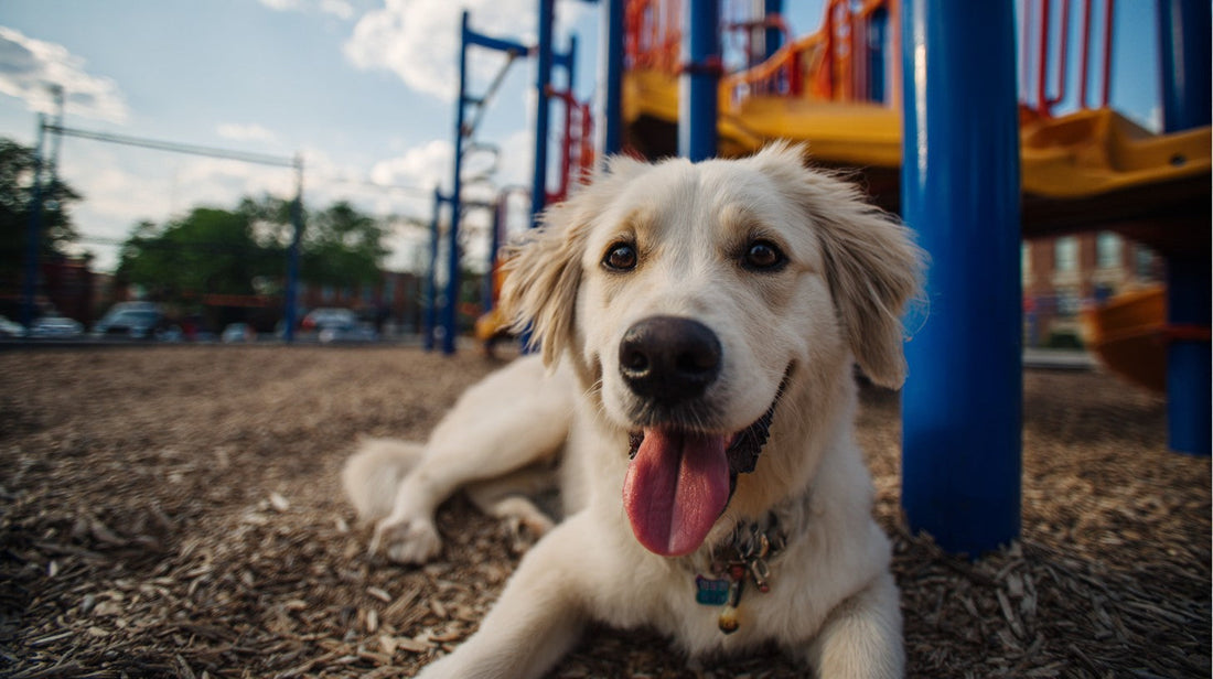 How Dogs Express Personality Without Words