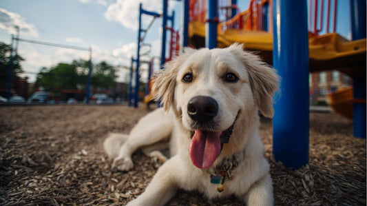 How Dogs Express Personality Without Words