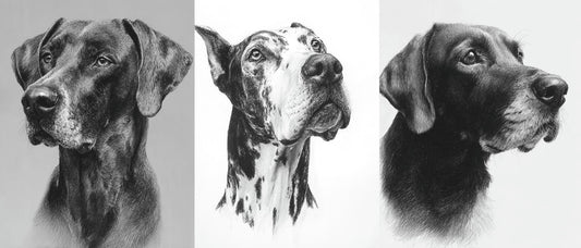 pet portrait styles
