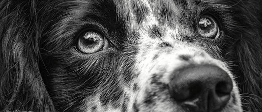 Royal Dog Portrait Ideas: Regal Styles for Every Noble Canine - PetLouvre