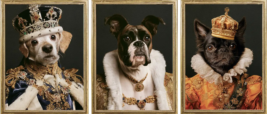 Royal Pet Gifts: Ideas Fit for a Very Good Boy (or Girl)