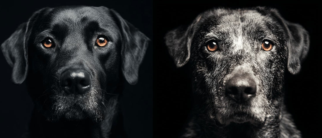 Royal Pet Portrait Cost: What You Get at Every Price