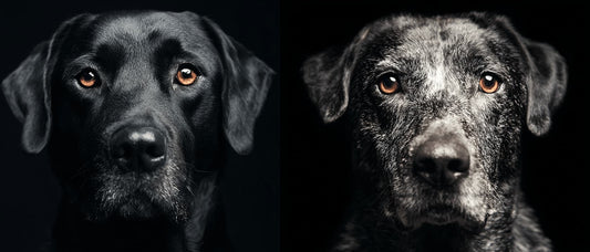 Royal Pet Portrait Cost: What You Get at Every Price