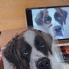 custom pet gift glass portrait video small